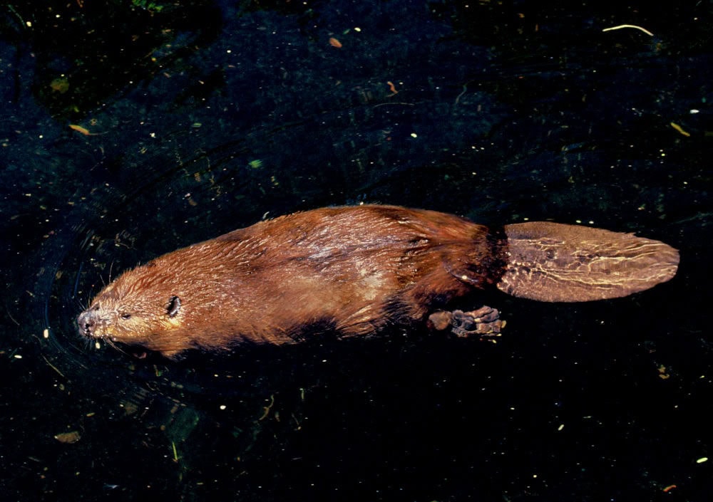 beaver floats on surface of water with large, flat tail floating behind - on your Arizona wildlife list