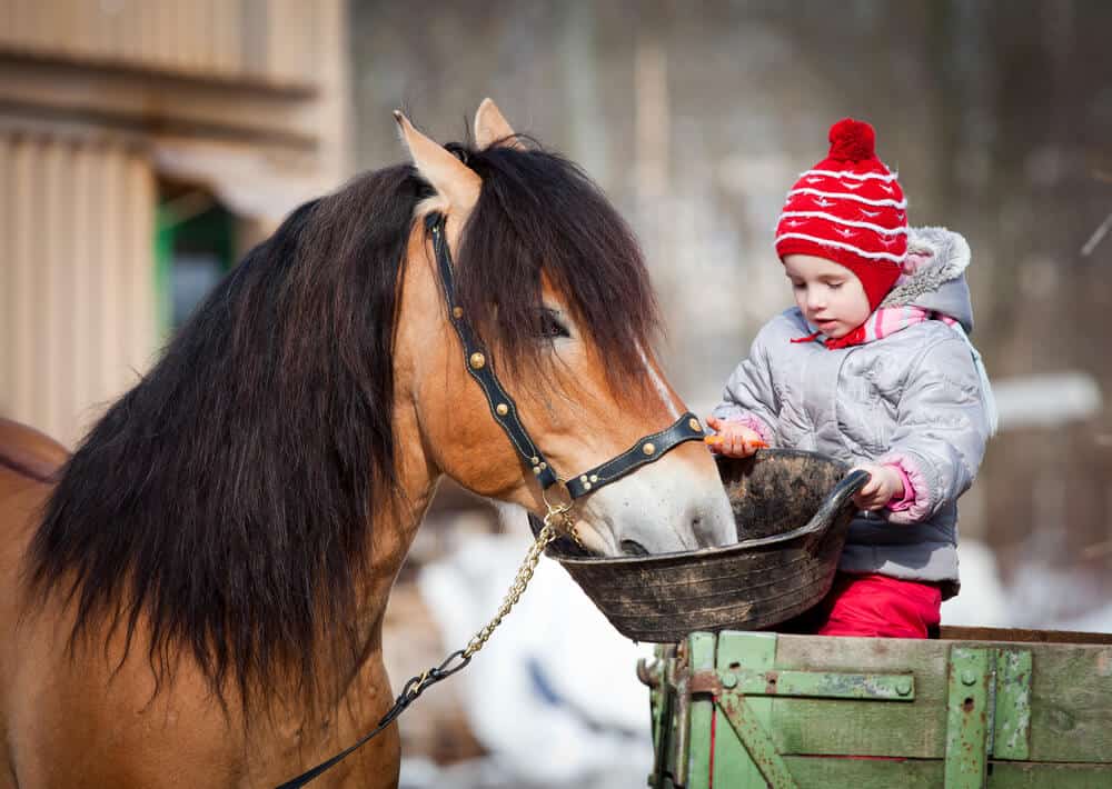 Why Choose A Pet That Lives At A Shelter - child feeding a pony