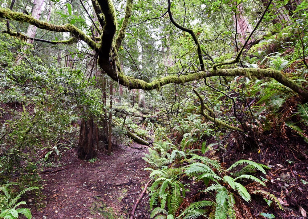 Trail in Muir Woods with moss covered branches