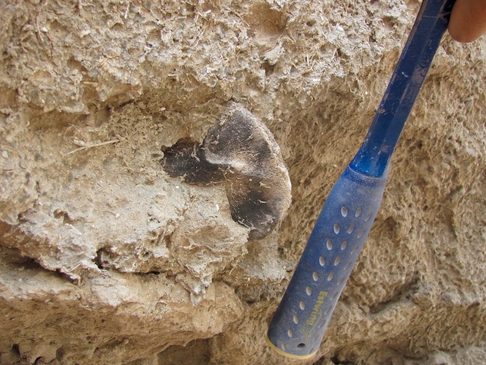 A fossil juvenile hippo pelvis in situ