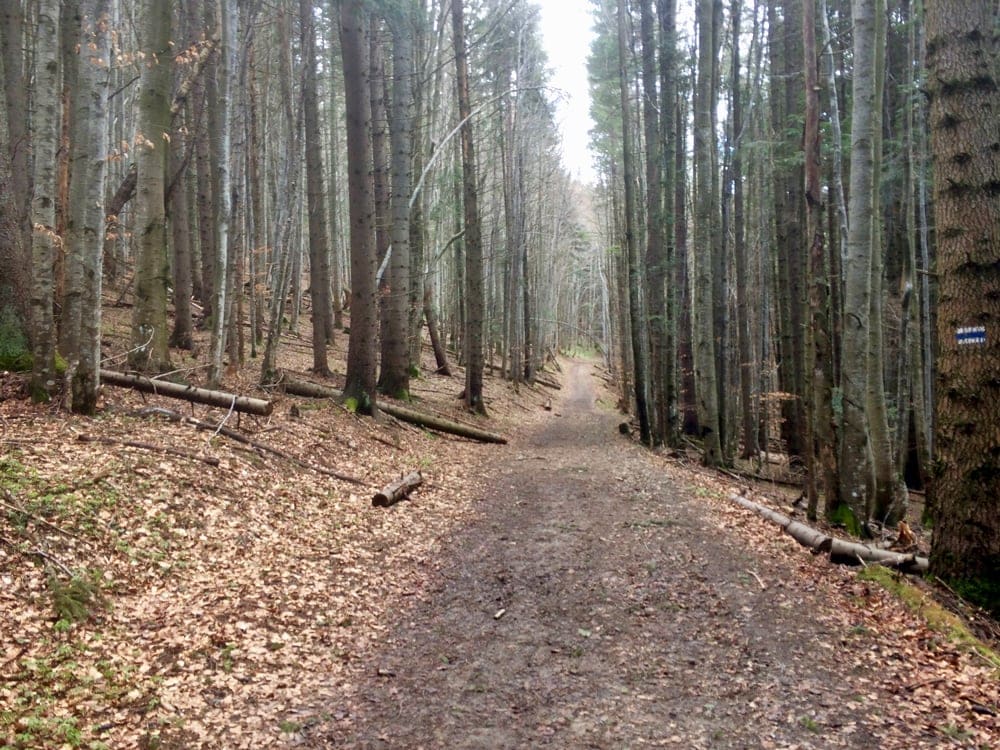 Fun Karpaty Dynafit Trail 2021: коли все не за планом, але ти задоволений 11 Лес на треке Fun Karpaty Dynafit Trail 2021