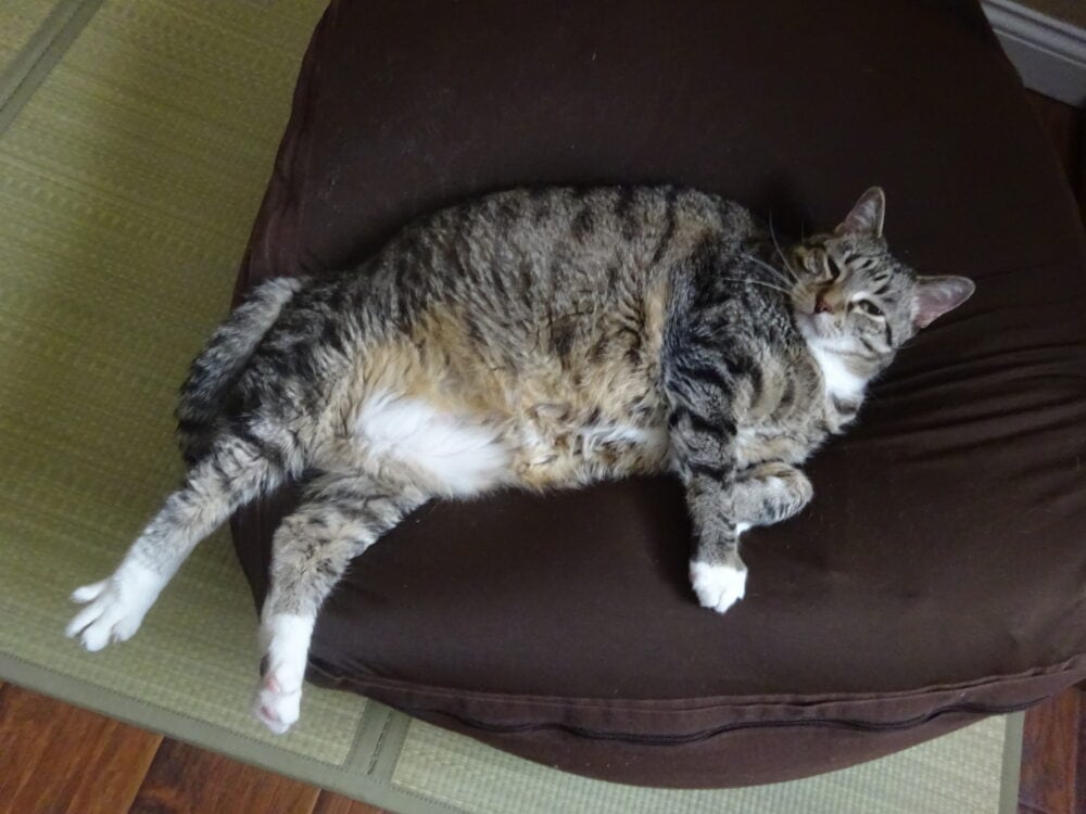 12歳の猫が先週動物病院に行き血液検査の結果 糖尿病と診断されました 動物病院のドクターに言われたことは 食事療法 です あとはインスリン 注射です 闘病生活頑張ります