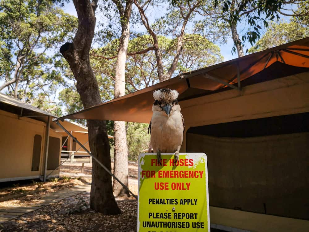 Stradbroke Island glamping