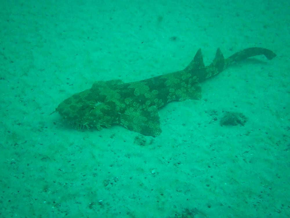 Wobbegong seen while snorkeling at Tangalooma wrecks