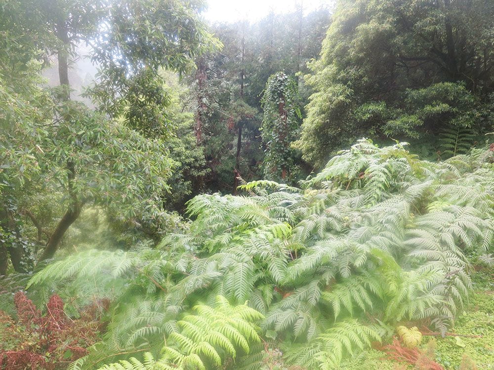 Caldeira Velha - São Miguel - Islas Azores - Helechos