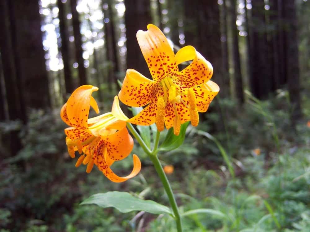 Tiger Lily. Photo: NPS