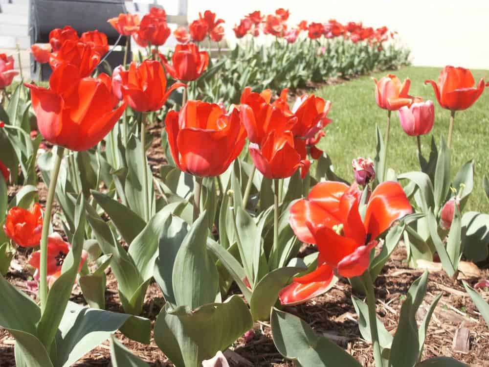 Tulips. Photo: NPS