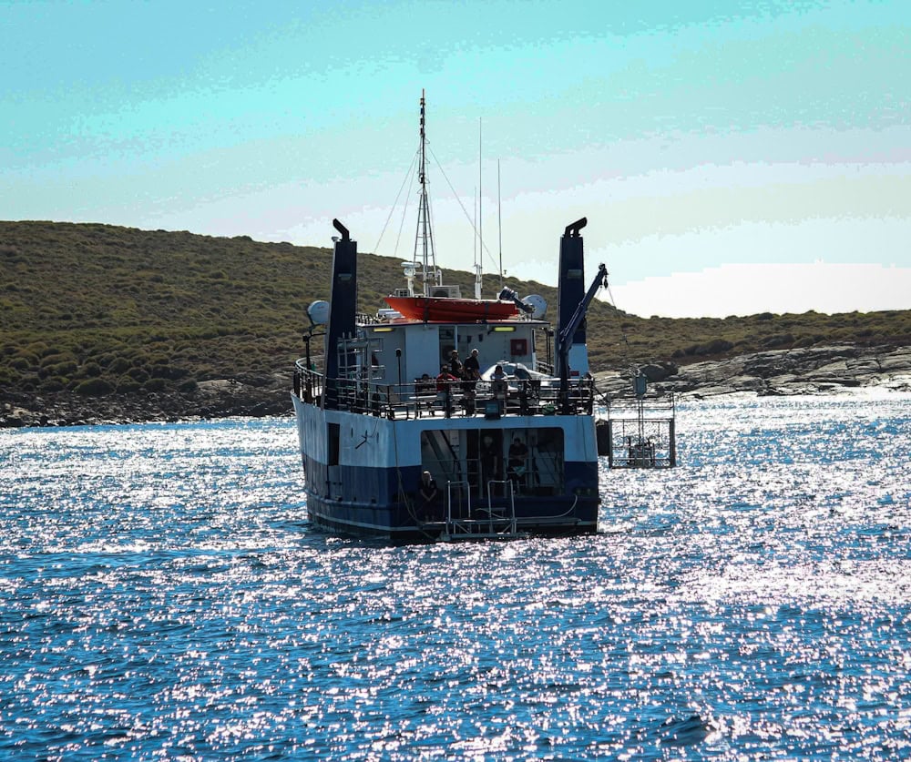 Rodney Fox cage diving boat