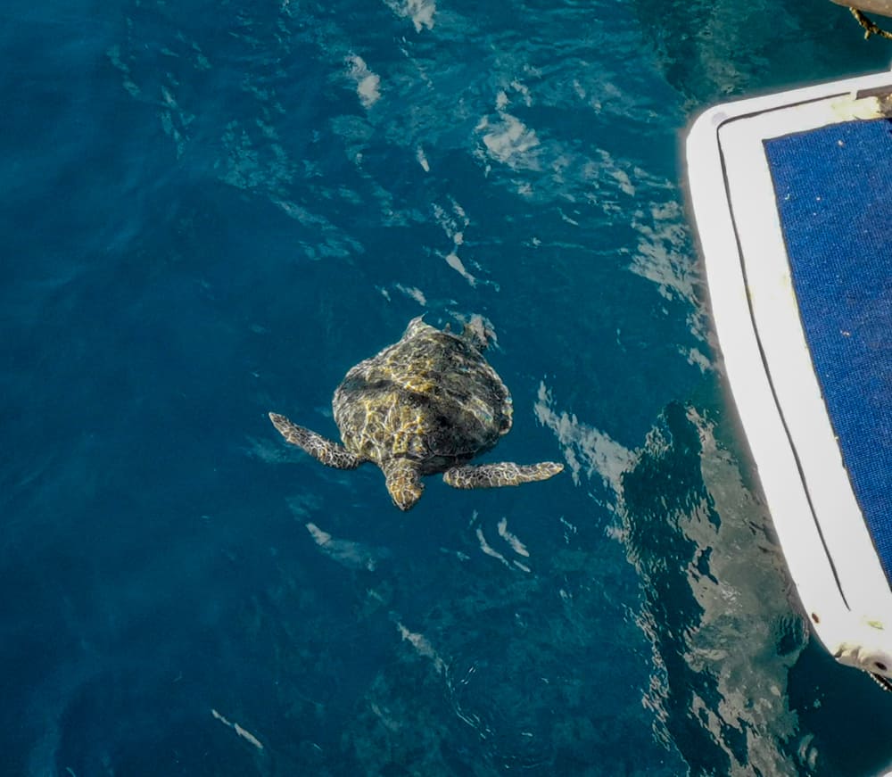 Turtle visiting Reefsleep pontoon Great Barrier reef