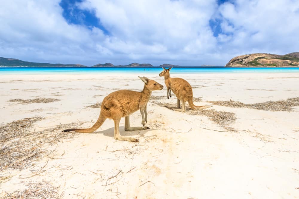 Canguros en la playa de Lucky Bay, Esperance
