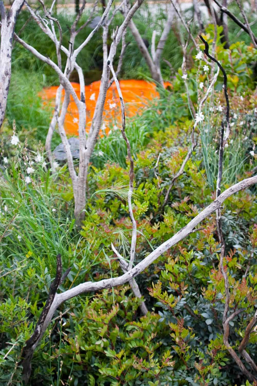 chelsea flower show 2013 fresh garden gewinner