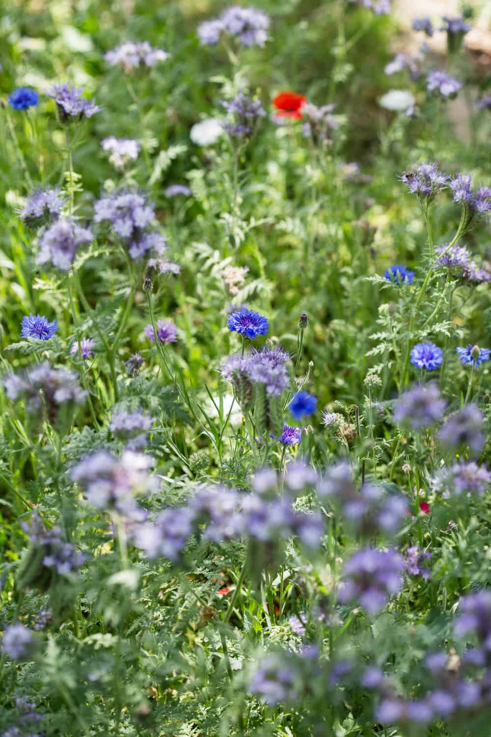 Wildblumenwiese Anlegen Und Pflegen Lockt Bienen Und