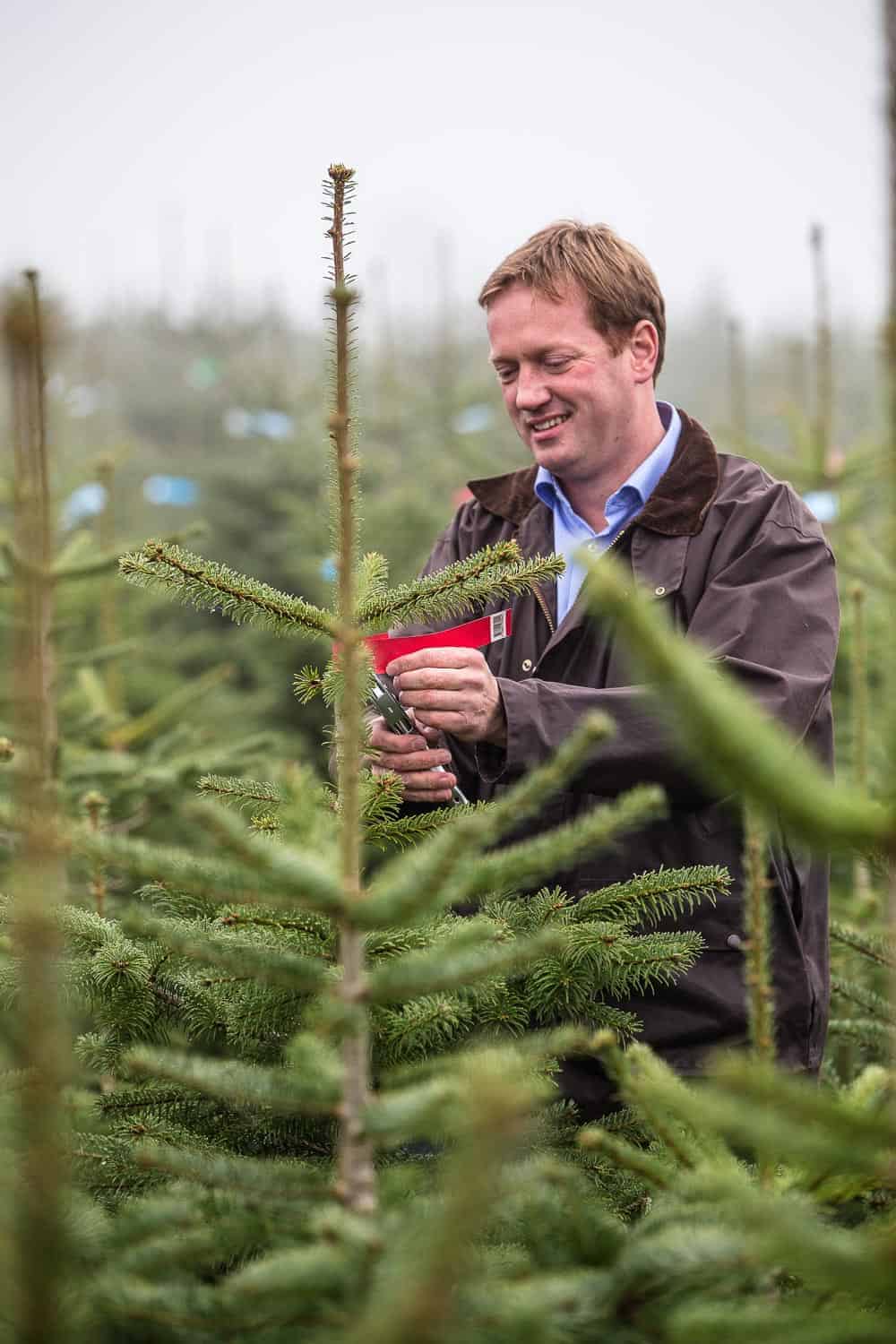 Weihnachtsbaum aus der Region