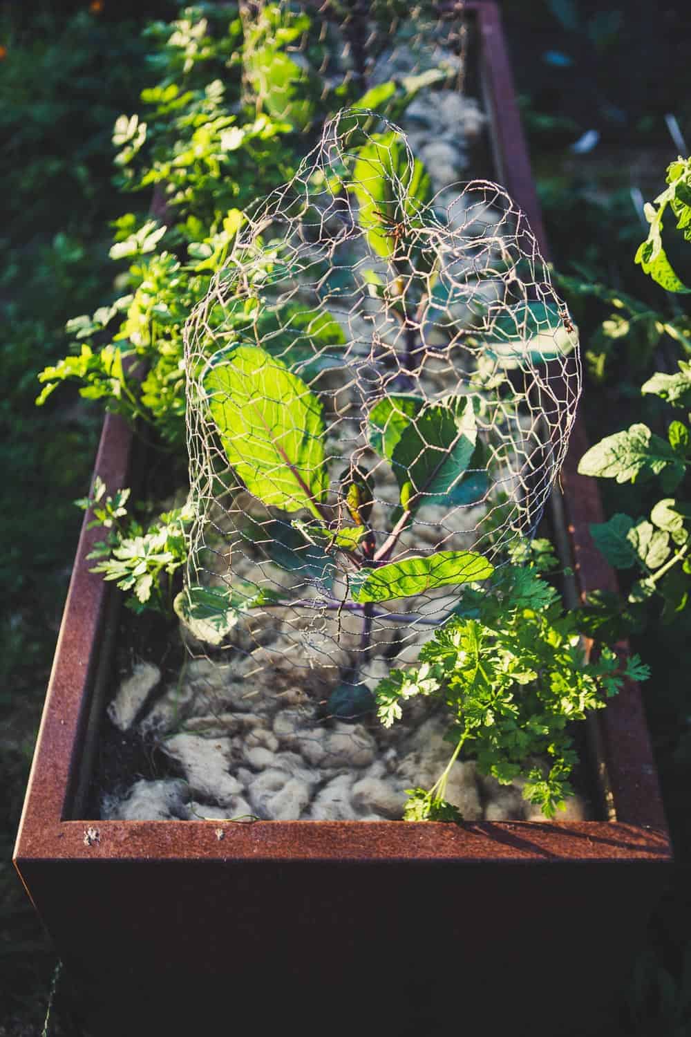 Richtig Mulchen Im Garten Blumen Kohl Rock N Roll