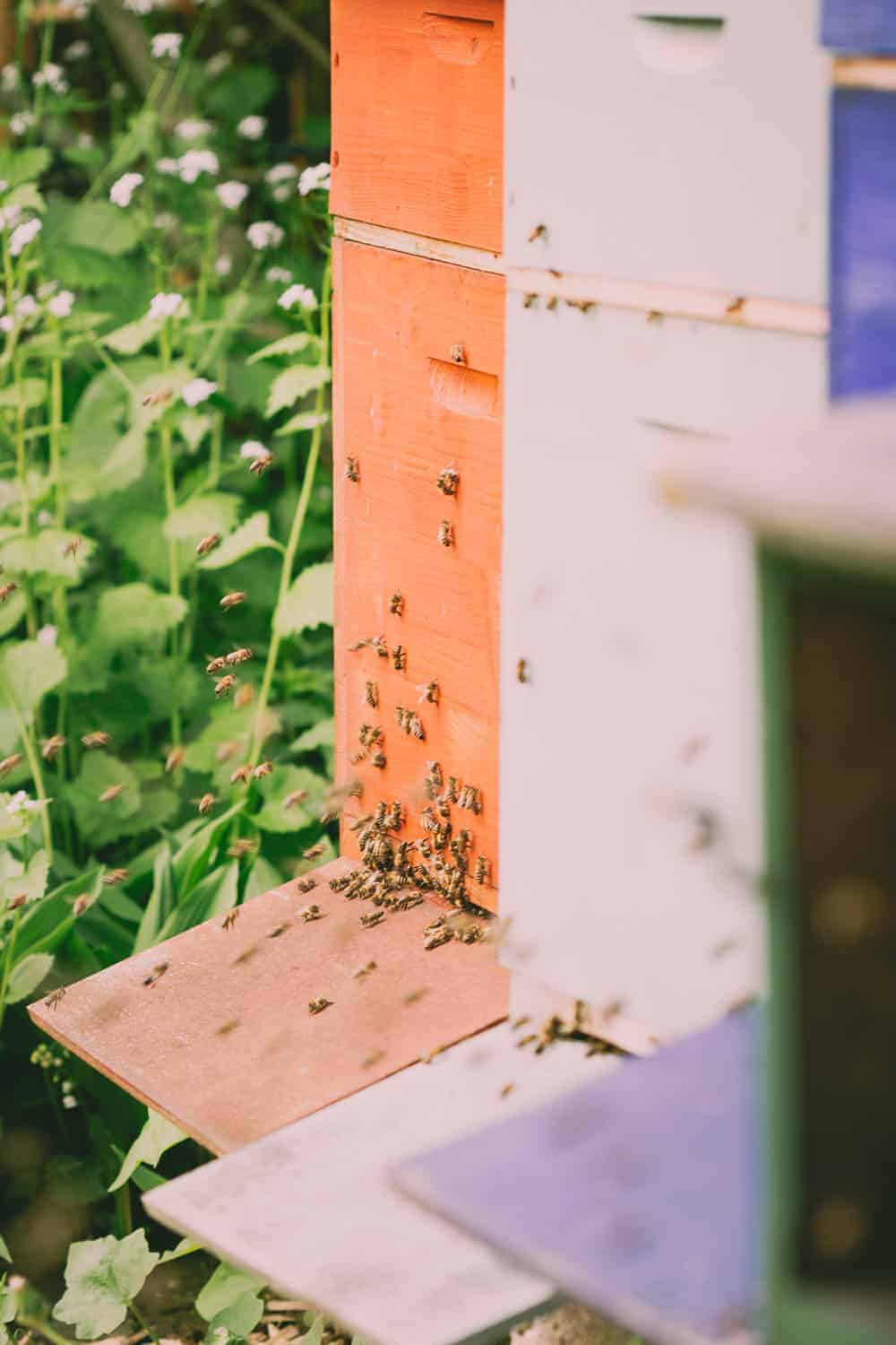 Sind Bienen im Kleingarten erlaubt? Welche geseztlichen Regelungen gibt es? Wie geht man damit um, wenn der Nachbar etwas gegen die Bienenhaltung hat?