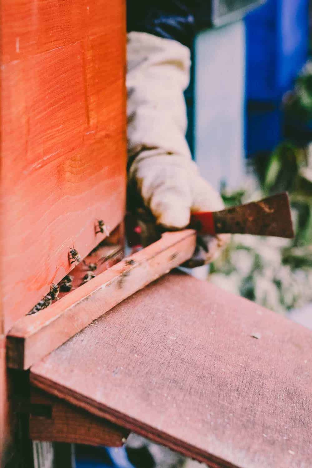 Bienen Im Kleingarten Probleme Mit Dem Nachbarn