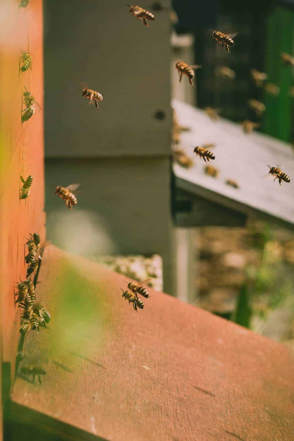 Bienen Im Kleingarten Probleme Mit Dem Nachbarn