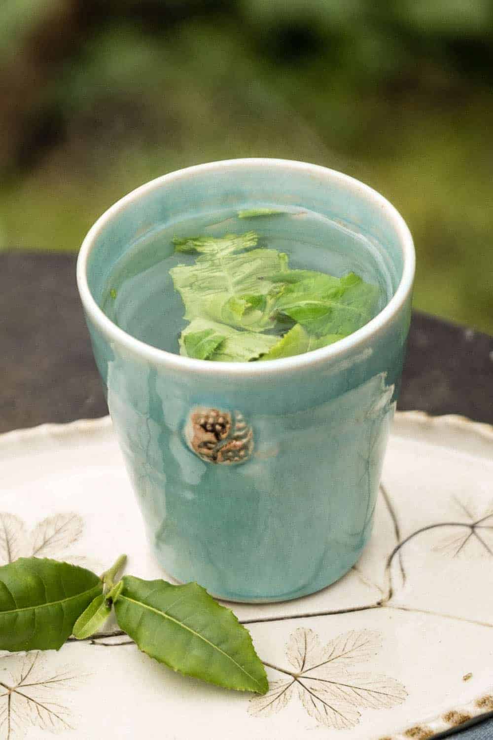 Echter Tee aus eigenem Garten. die erste Verkostung einer frisch aufgebrühten Tasse Tee.