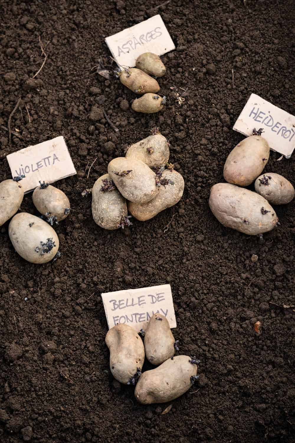Diese Kartoffelsorten haben wir angebaut.