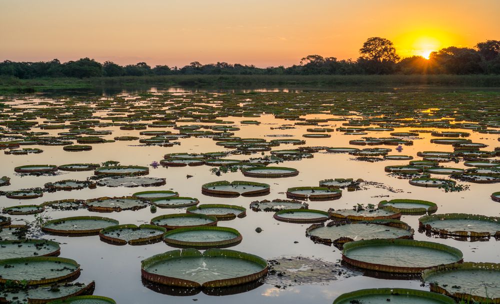 curiosidades do pantanal