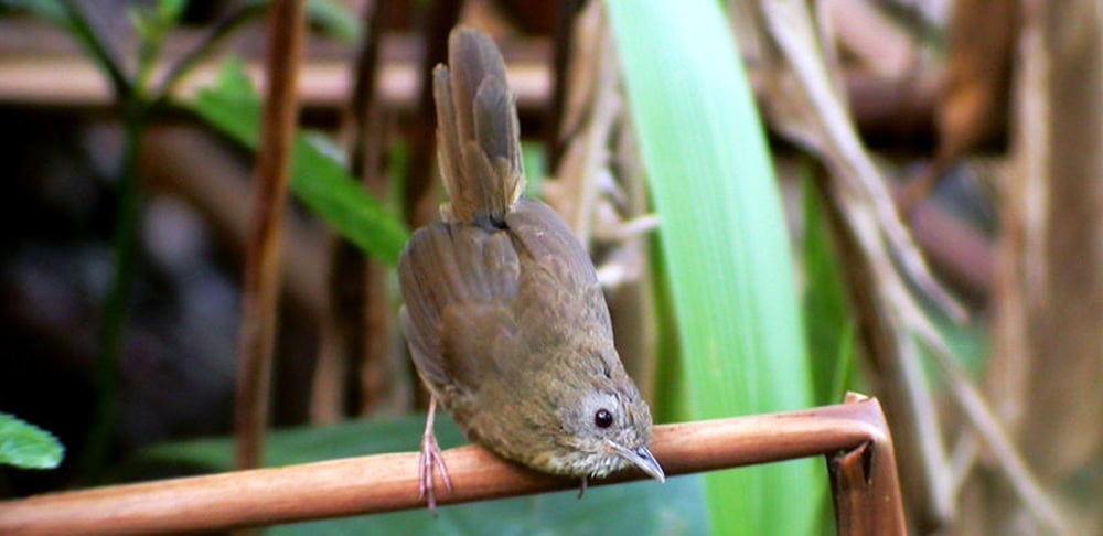 SPOT-THROATED BABBLER: OCEHANNYA KERAS SEPERTI HWAMEI.