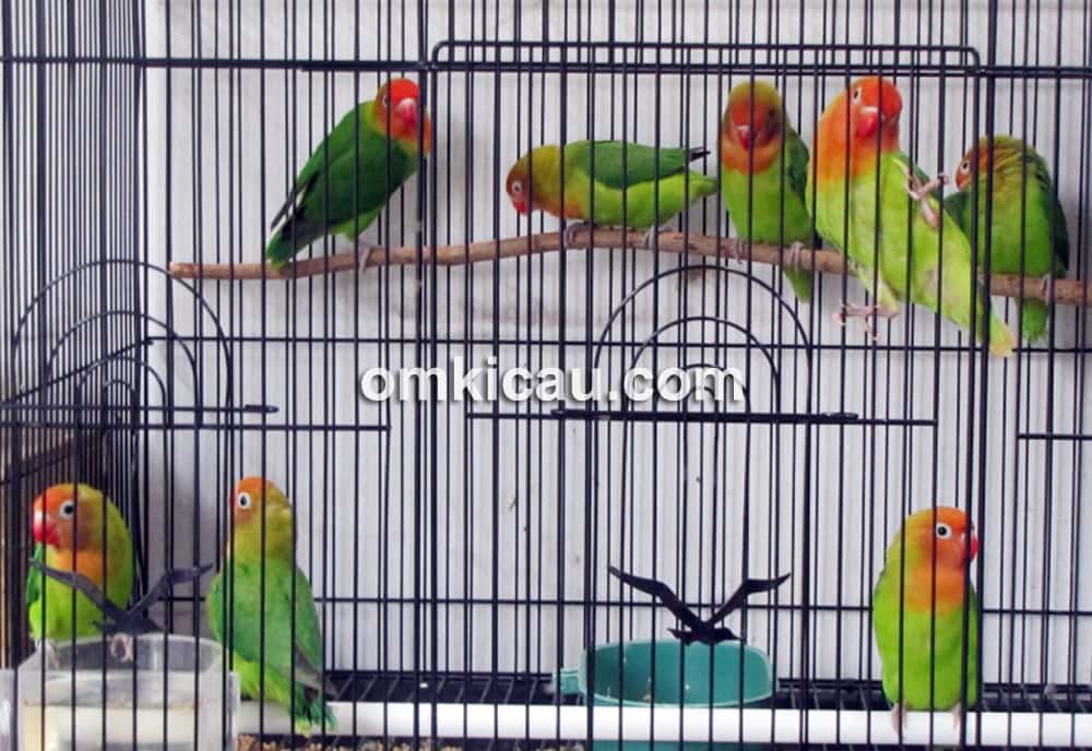 Lovebird siap jual dimasukkan dalam kandang koloni.