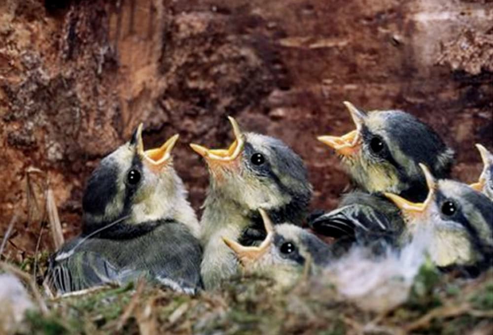 Anakan blue tit umur 1 minggu.