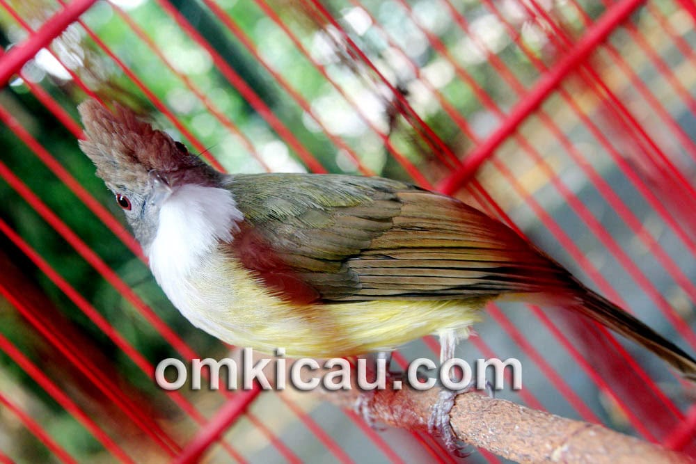 Cucak jenggot Ratu Jagat