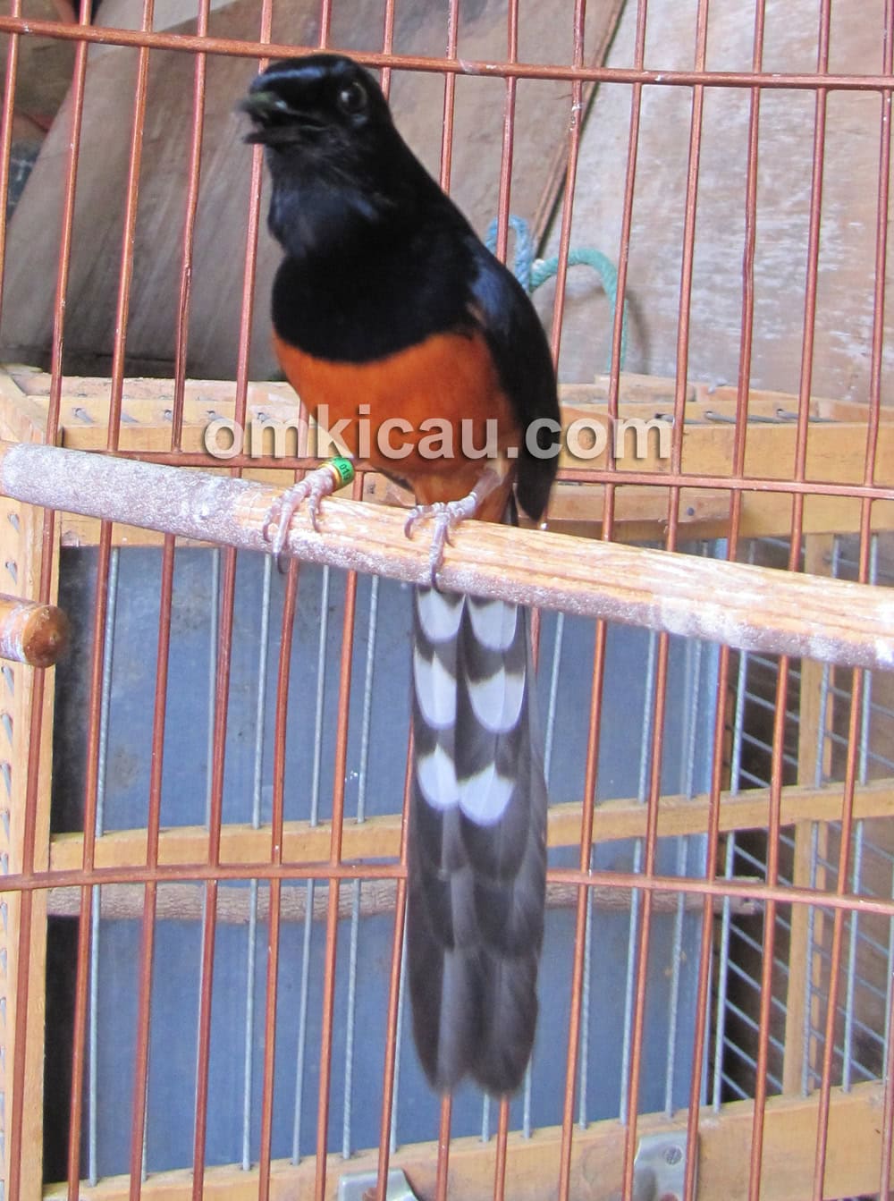 Sufi Bird Farm Jakarta
