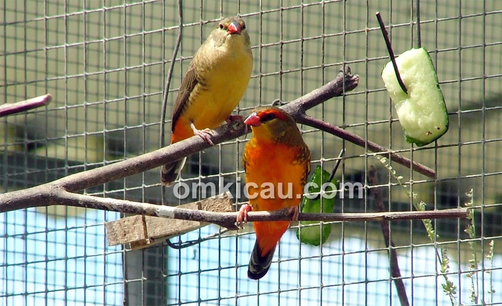orange-breasted waxbill