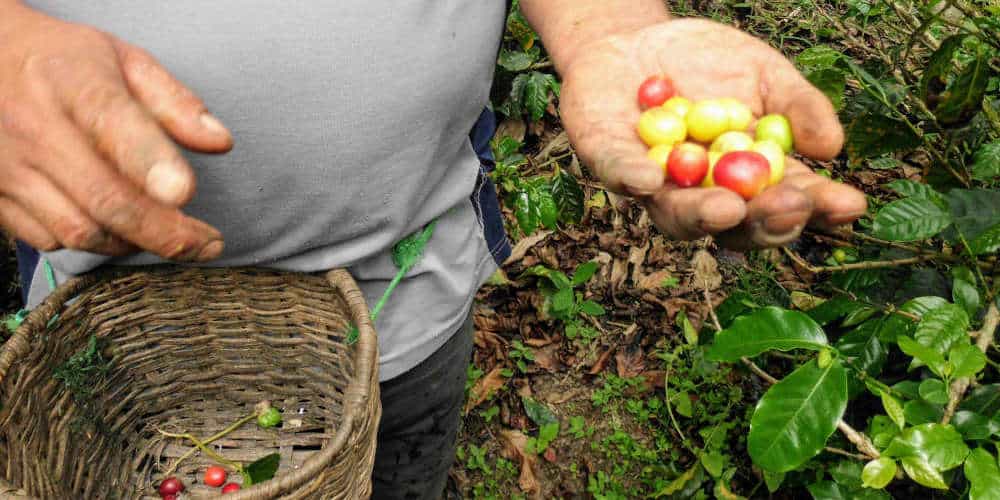 Learn how coffee is made in Salento Colombia