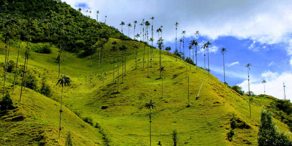 View during the Cocora Valley hike
