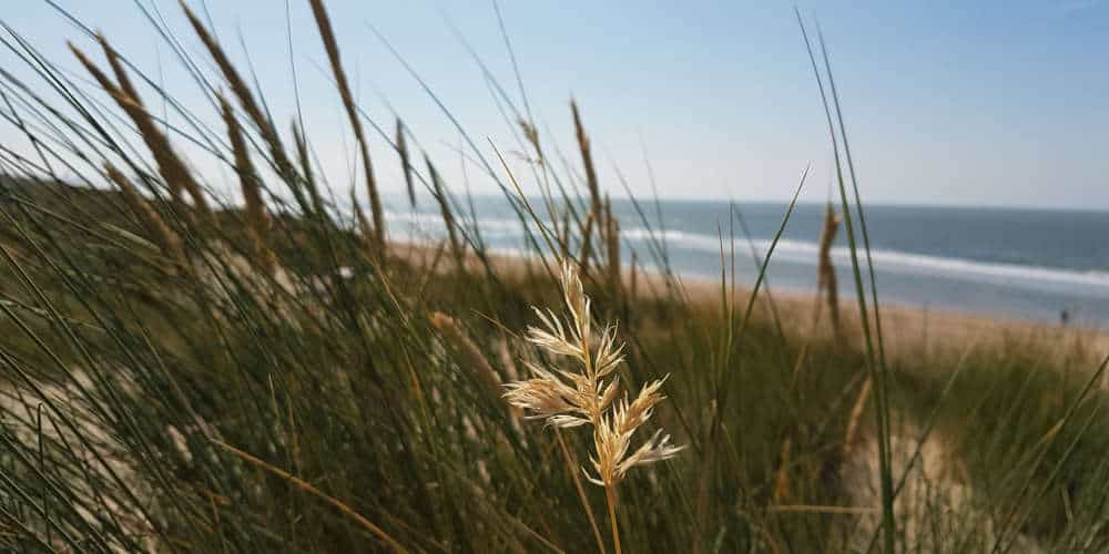 De Haan Beach as seen from the dunes