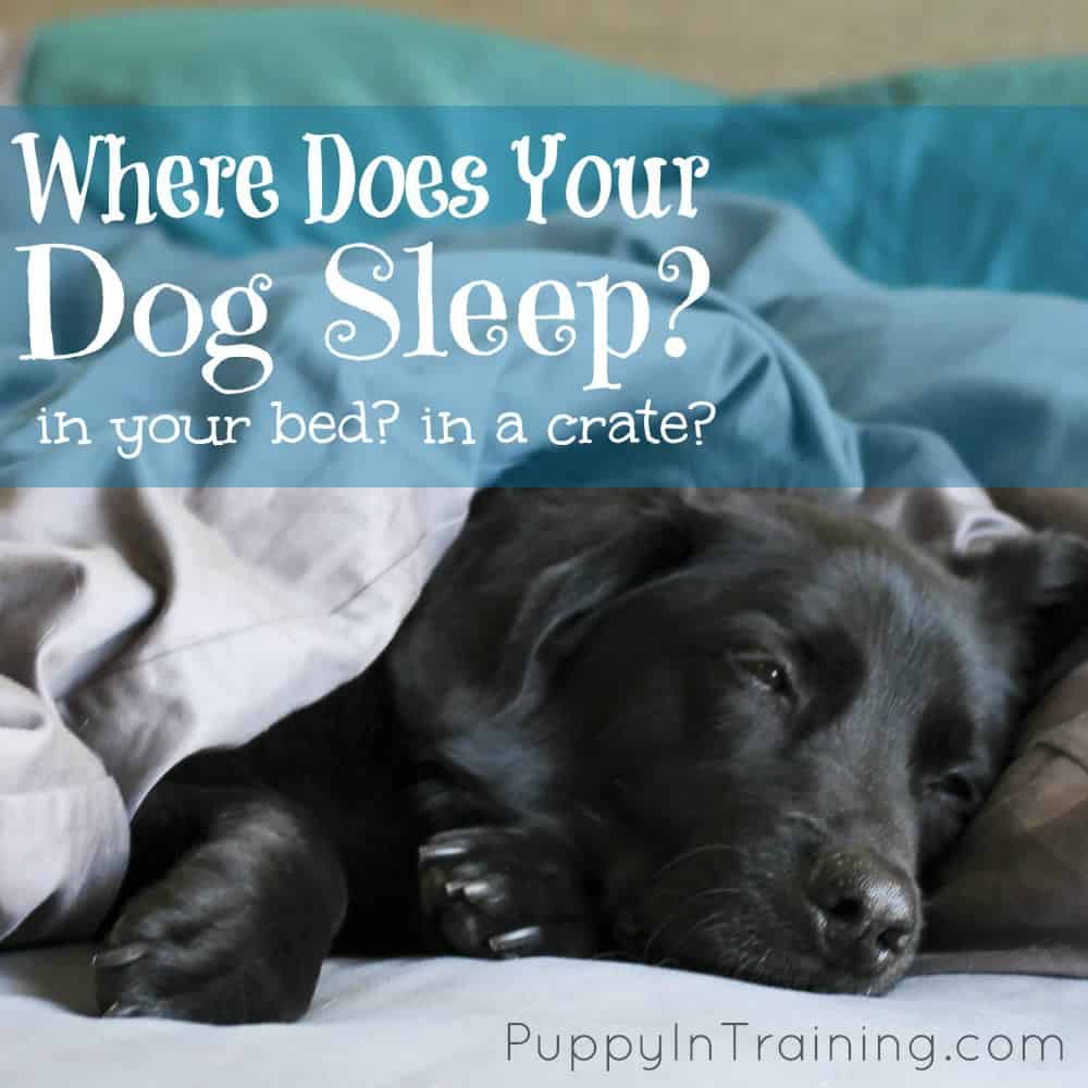 Where Does Your Dog Sleep At Night? In Your Bed? In A Crate? Puppy In