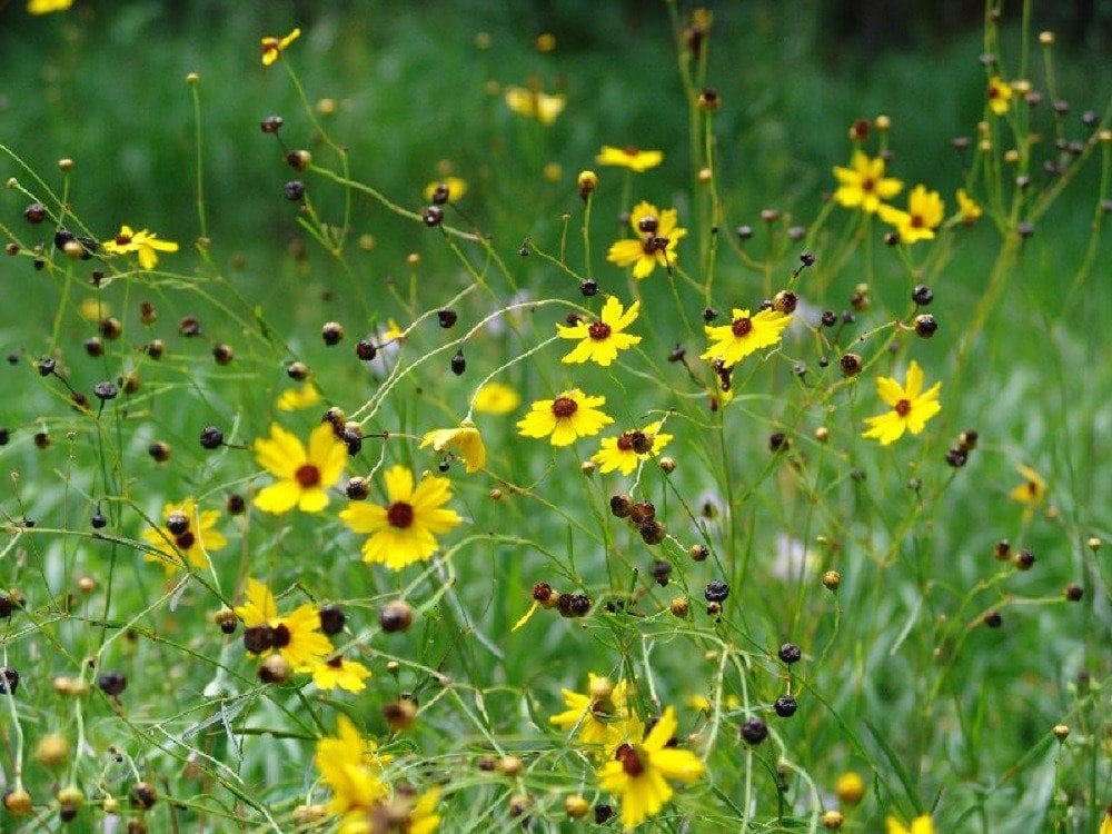 a field of tickseed flowers