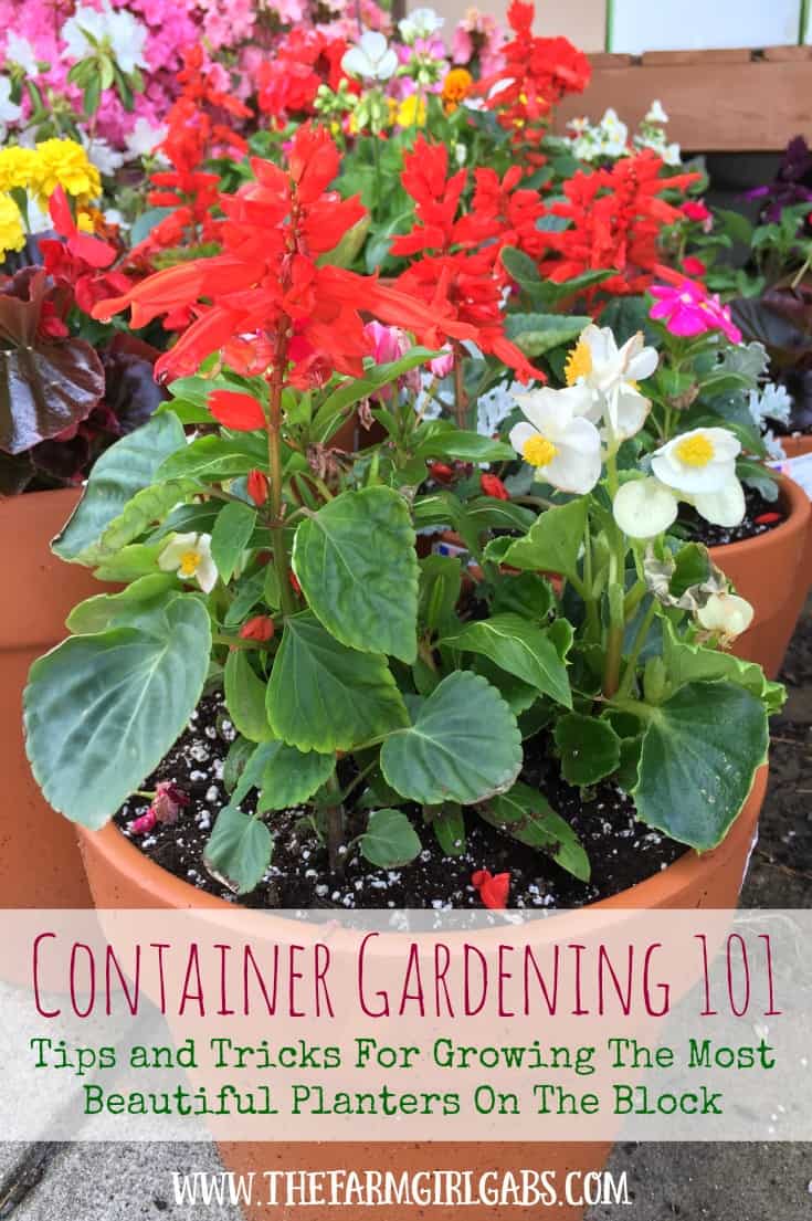 Container Gardening 101: Tips and Tricks For Growing The Most Beautiful Planters On The Block!