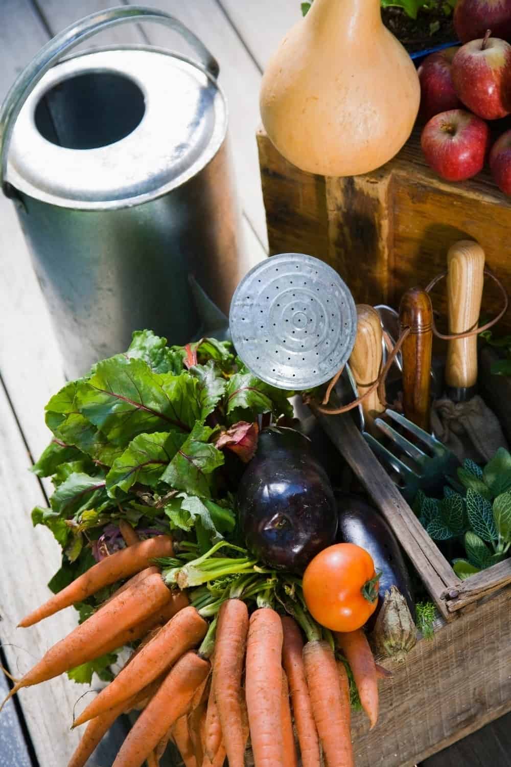 How To Start A Vegetable Garden - The Farm Girl Gabs®