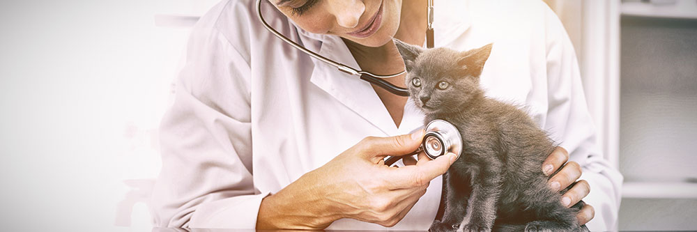 A Simple Change A World Of Difference For Cat Health And