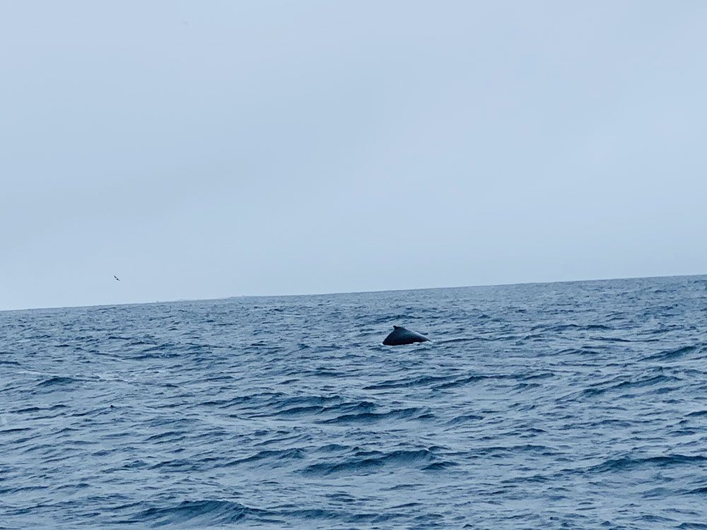 Ballena en el Mar de Groenlandia