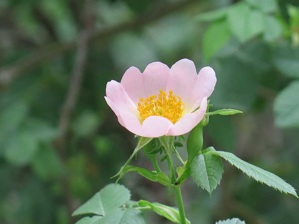 Detalle de una flor