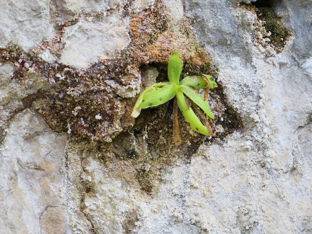 Hoz de Beteta y sumidero de Mata Asnos - Planta carnívora