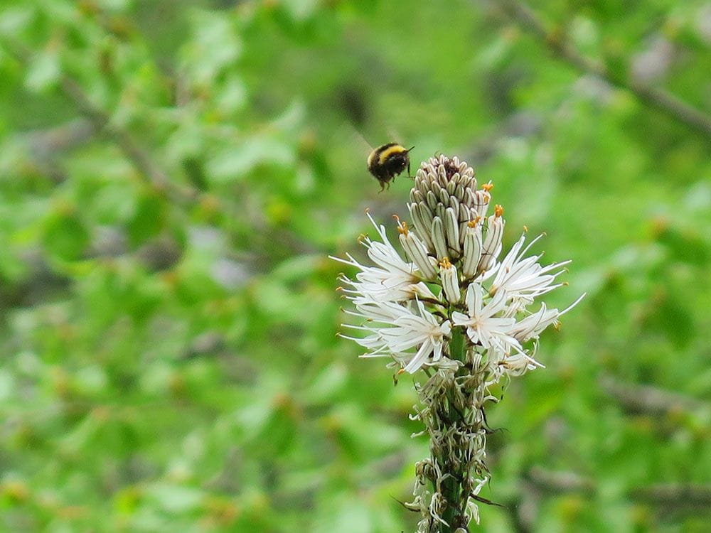 Selva de Irati - Abeja