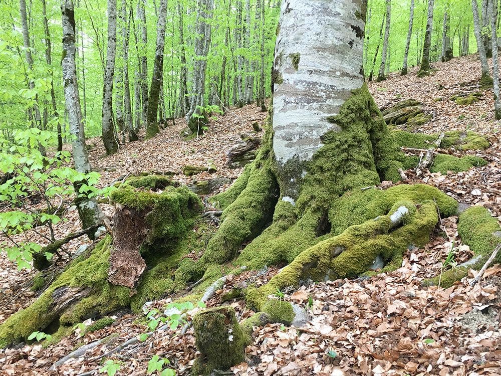 Selva de Irati - Musgo en los troncos de los árboles