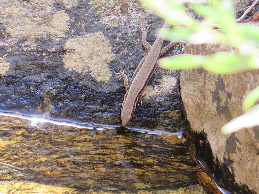 Lagartija bebiendo agua