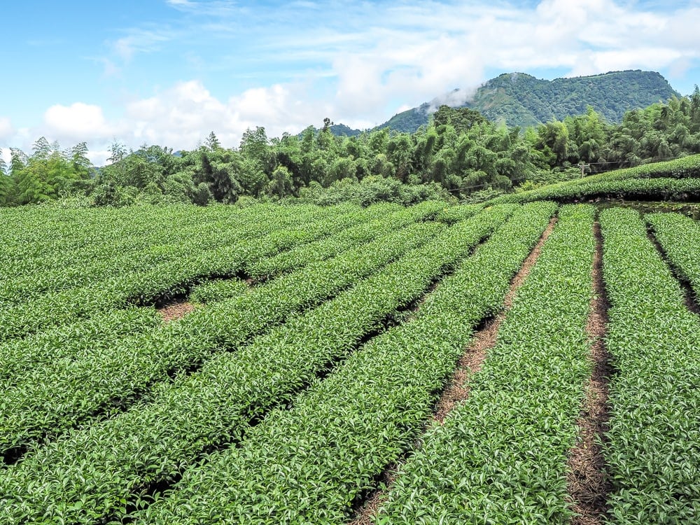 Một trang trại chè núi cao Alishan