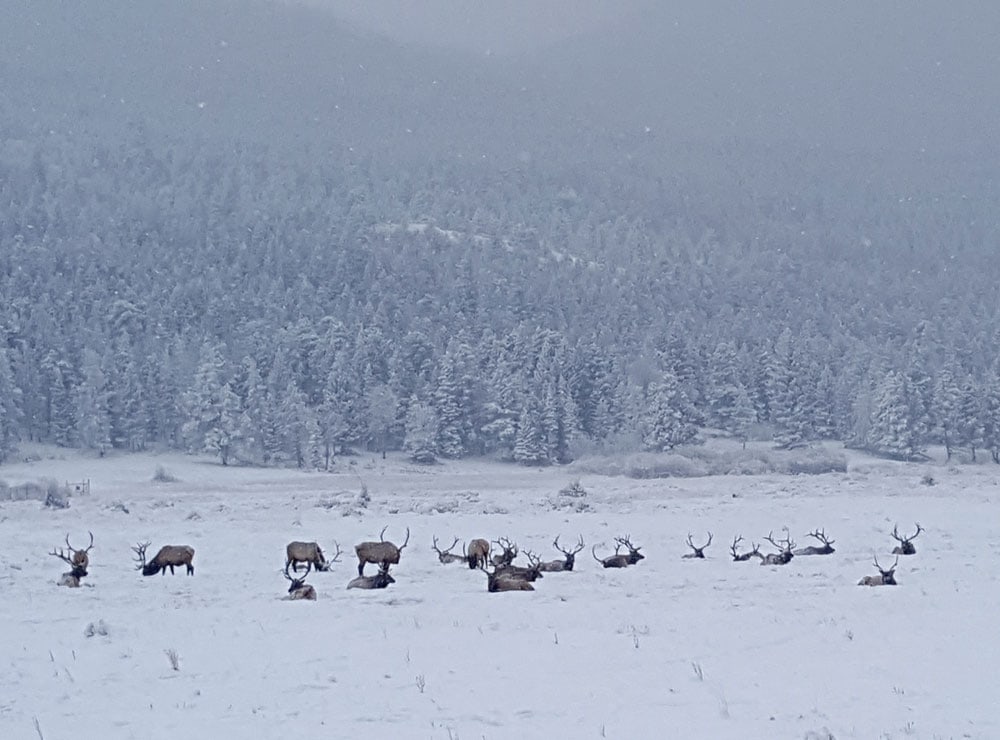 Elk in the snow covered field shortly after entering Rocky Mountain National Park