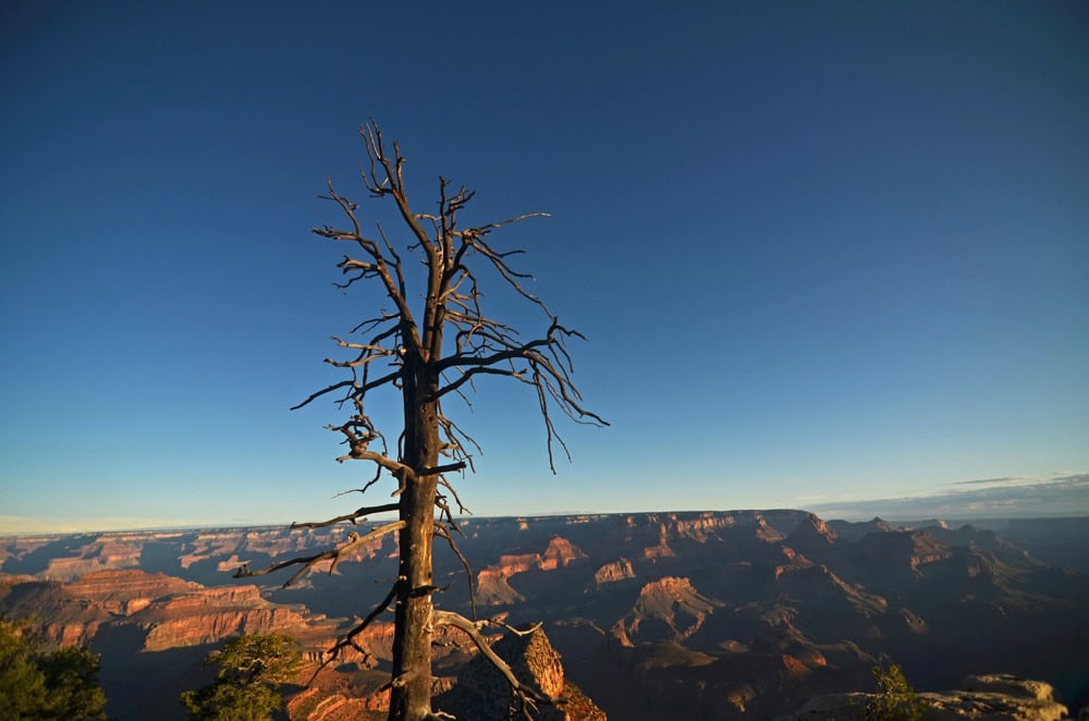 Dead Tree in the rocks with a bright blue sky at the Grand Canyon
