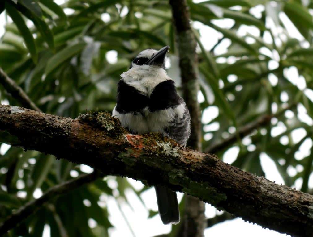 Amazon Birding: The Shiripuno River White-necked Puffbird
