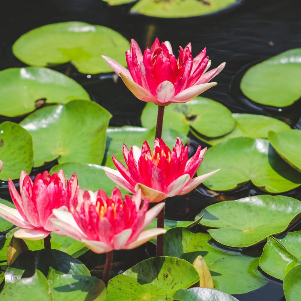 water lillies at the garden