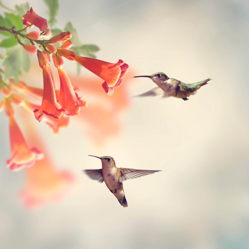 A picture of two hummingbirds at a trumpet vine plant.
